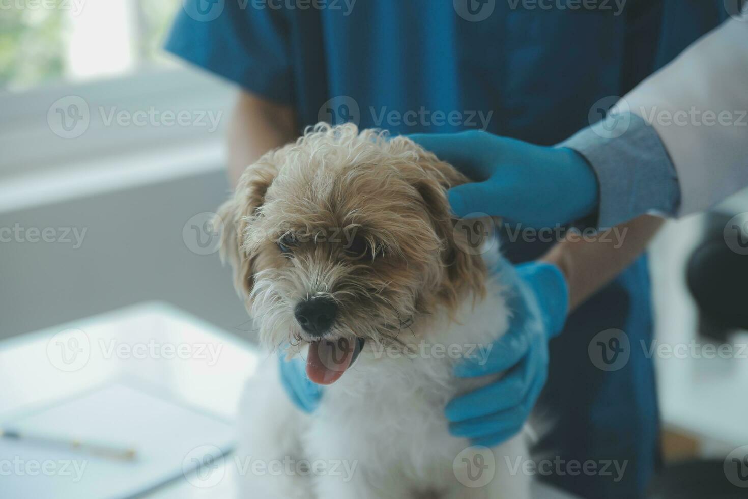 veterinario l'esame cane e gatto. cucciolo e gattino a veterinario medico. animale clinica. animale domestico dai un'occhiata su e vaccinazione. Salute cura. foto