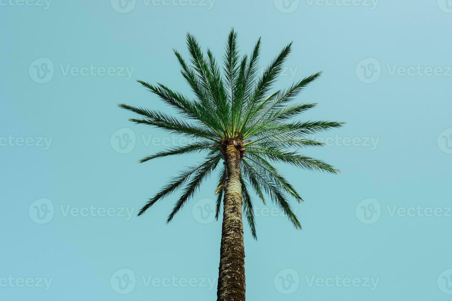 palma alberi con blu cielo sfondo, tropicale clima foto