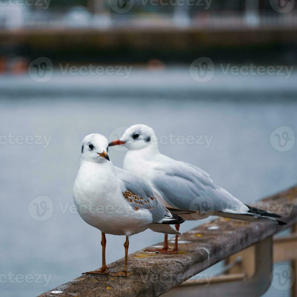 gabbiano perching su ringhiera nel il porto foto