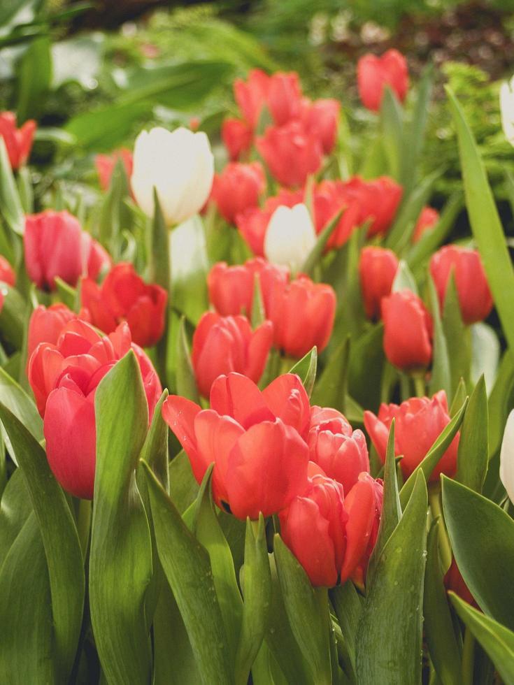 tulipani nel parco foto