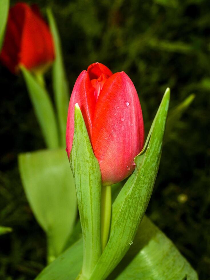 tulipani nel parco foto