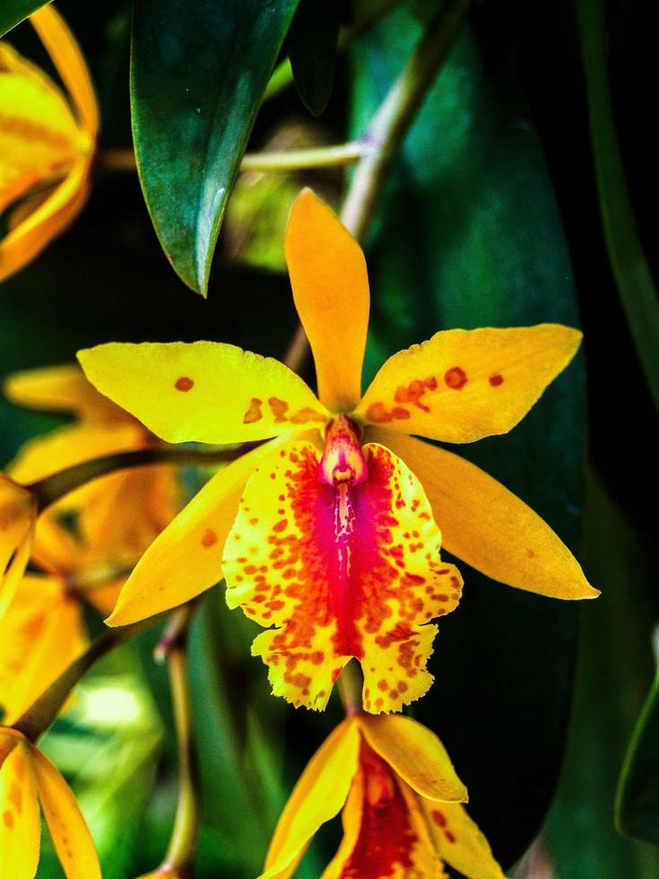 orchidea nella natura foto