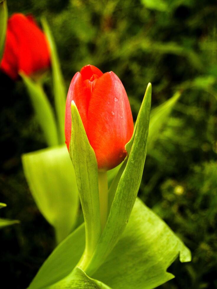 tulipani nel parco foto