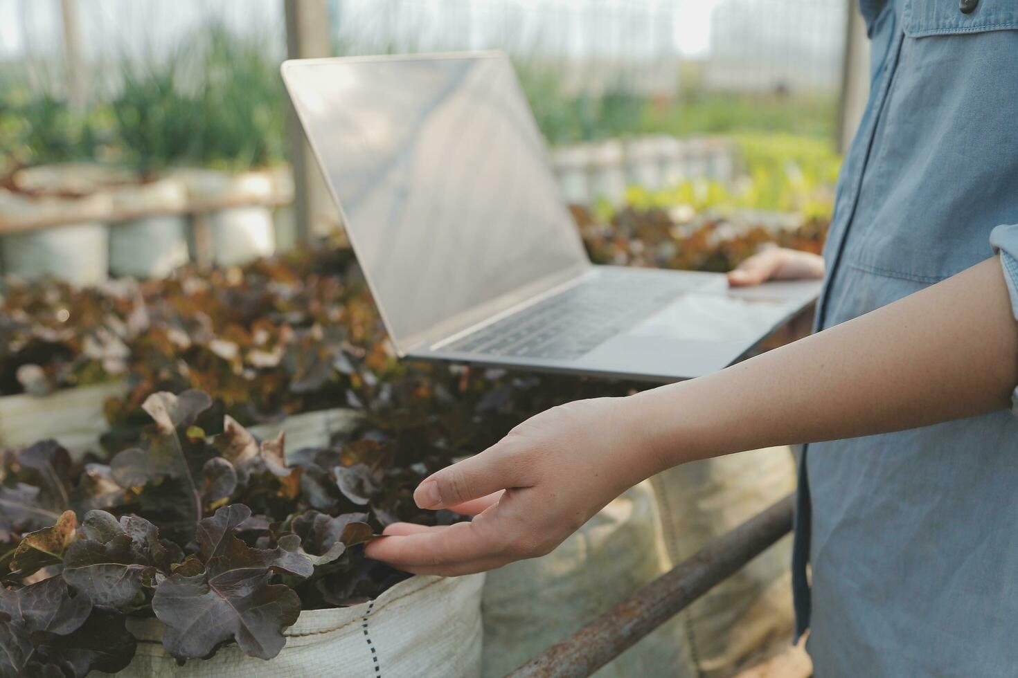 asiatico donna contadino utilizzando digitale tavoletta nel verdura giardino a serra, attività commerciale agricoltura tecnologia concetto, qualità inteligente contadino. foto