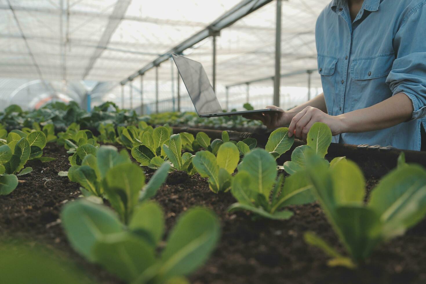 asiatico donna contadino utilizzando digitale tavoletta nel verdura giardino a serra, attività commerciale agricoltura tecnologia concetto, qualità inteligente contadino. foto