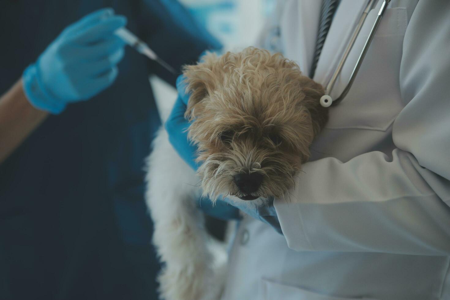 veterinario l'esame cane e gatto. cucciolo e gattino a veterinario medico. animale clinica. animale domestico dai un'occhiata su e vaccinazione. Salute cura. foto