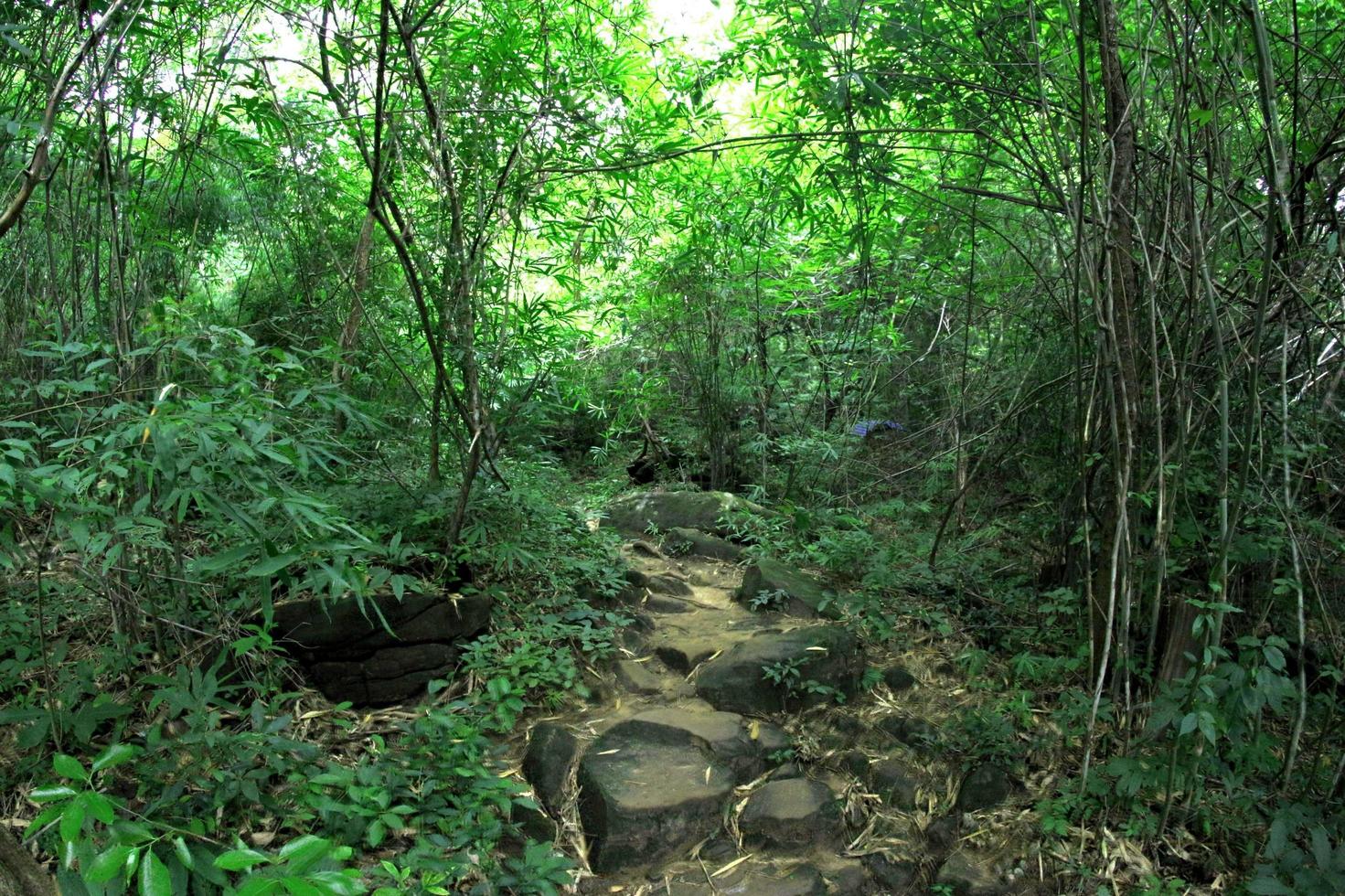 parco forestale della cascata di pha luang, amphoe si mueang mai, ubon ratchathani, thailandia foto