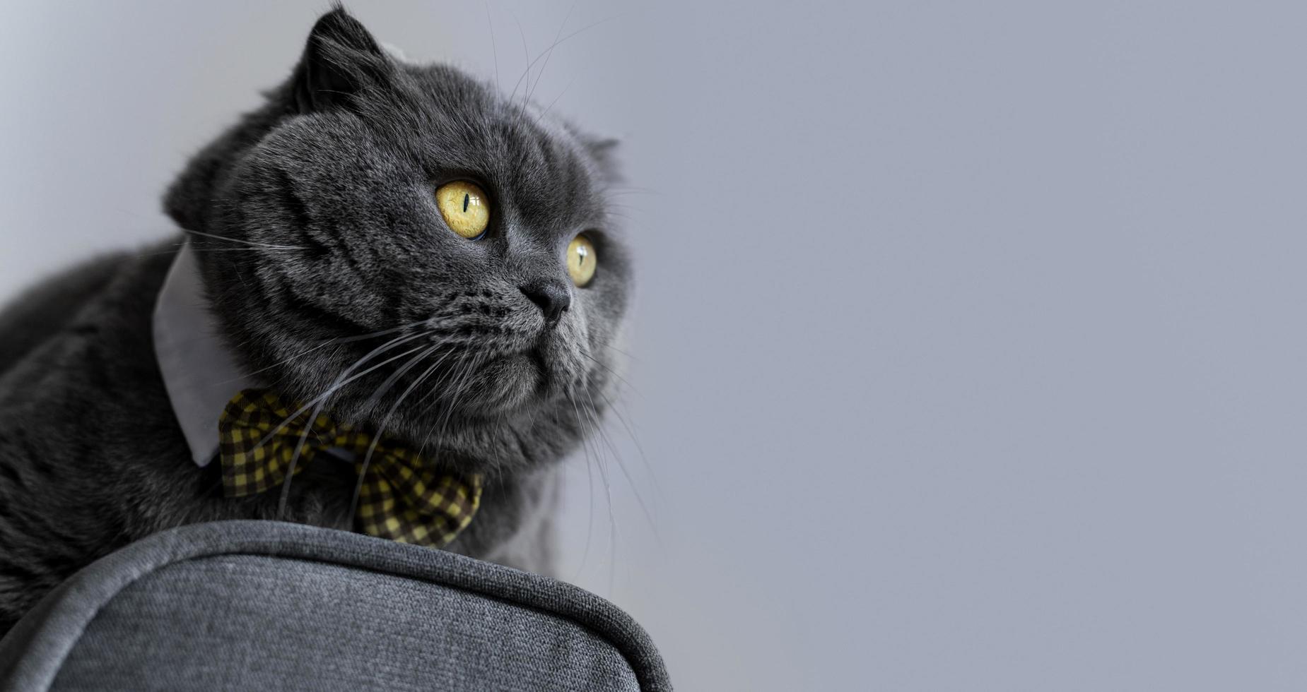 gatto che indossa papillon su sfondo grigio foto