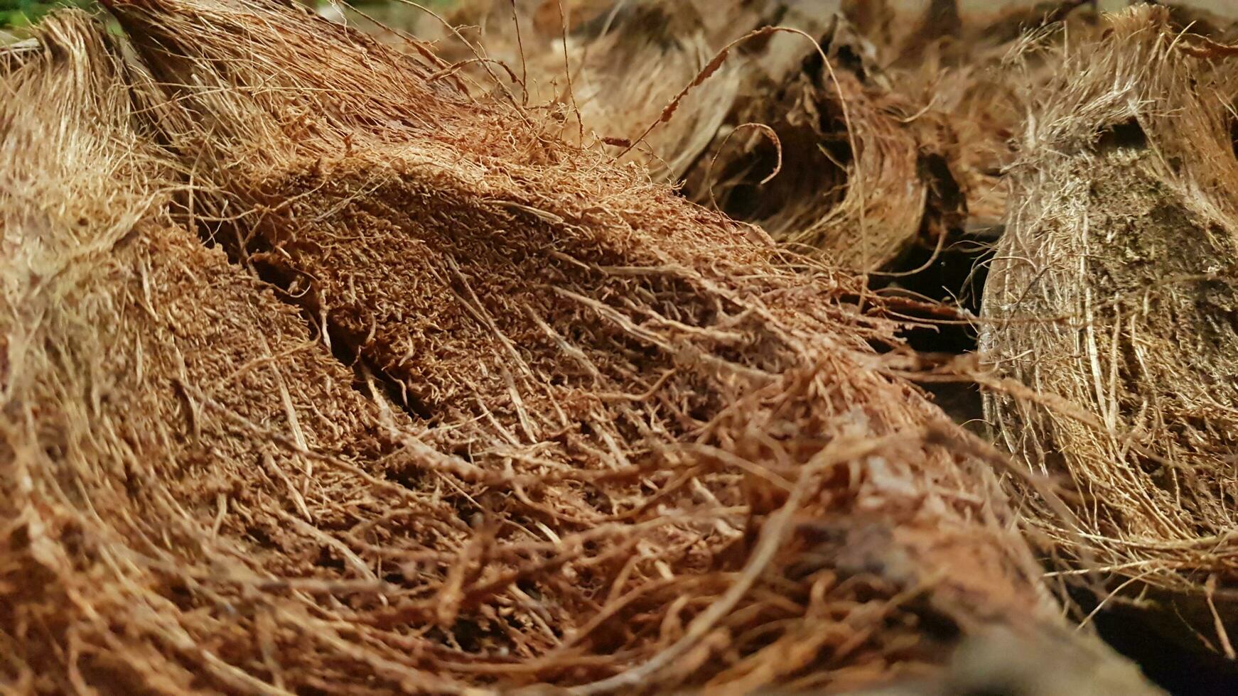 foto un' vicino su di noci di cocco con il parola Noce di cocco su il sinistra