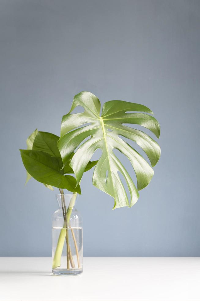 pianta monstera in propagazione foto