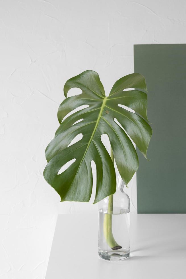 composizione della pianta monstera foto