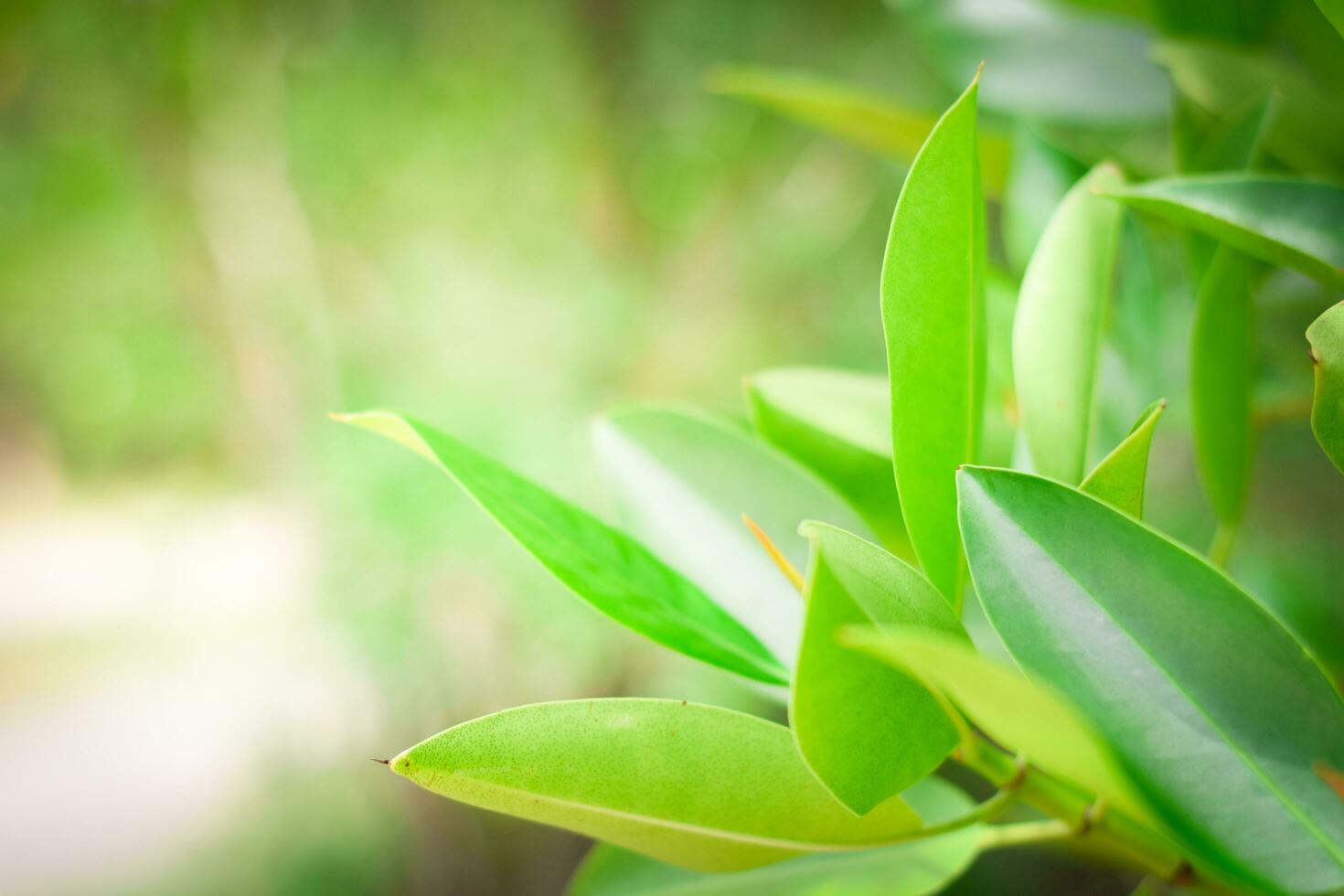 verde natura sfondo. ecologia sistema nel primavera e estate sfondo concetto foto