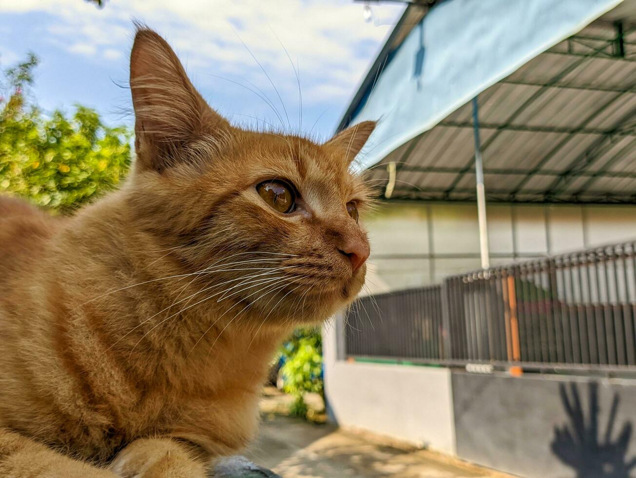 un' vicino su di felis catus o arancia gatto foto