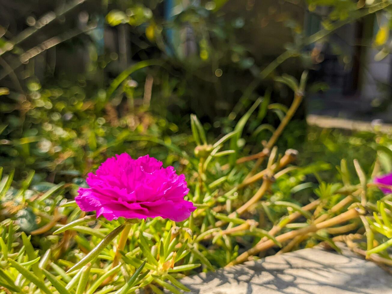 un' vicino su di portulaca grandiflora fiore. un' succulento fioritura pianta nel il famiglia portulacacee. anche chiamato come rosa muschio, undici alle e messicano rosa. fiore sfondo o sfondo. foto