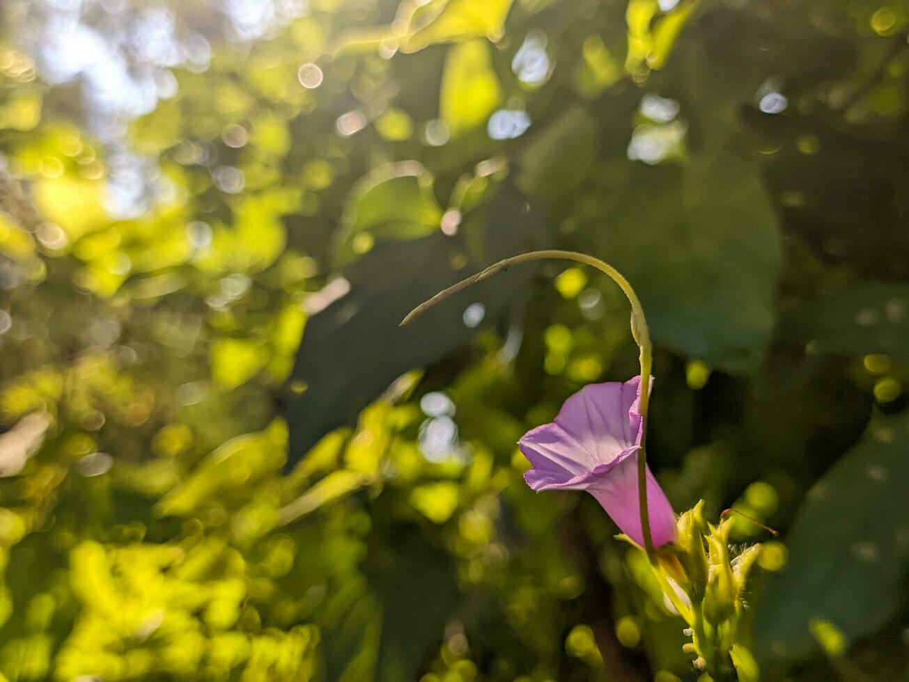 un' vicino su di Ipomoea triloba fiore. un' specie di Ipomoea mattina gloria conosciuto di parecchi Comune nomi, Compreso campanello e aiea mattina gloria. per fiore sfondo o sfondo foto