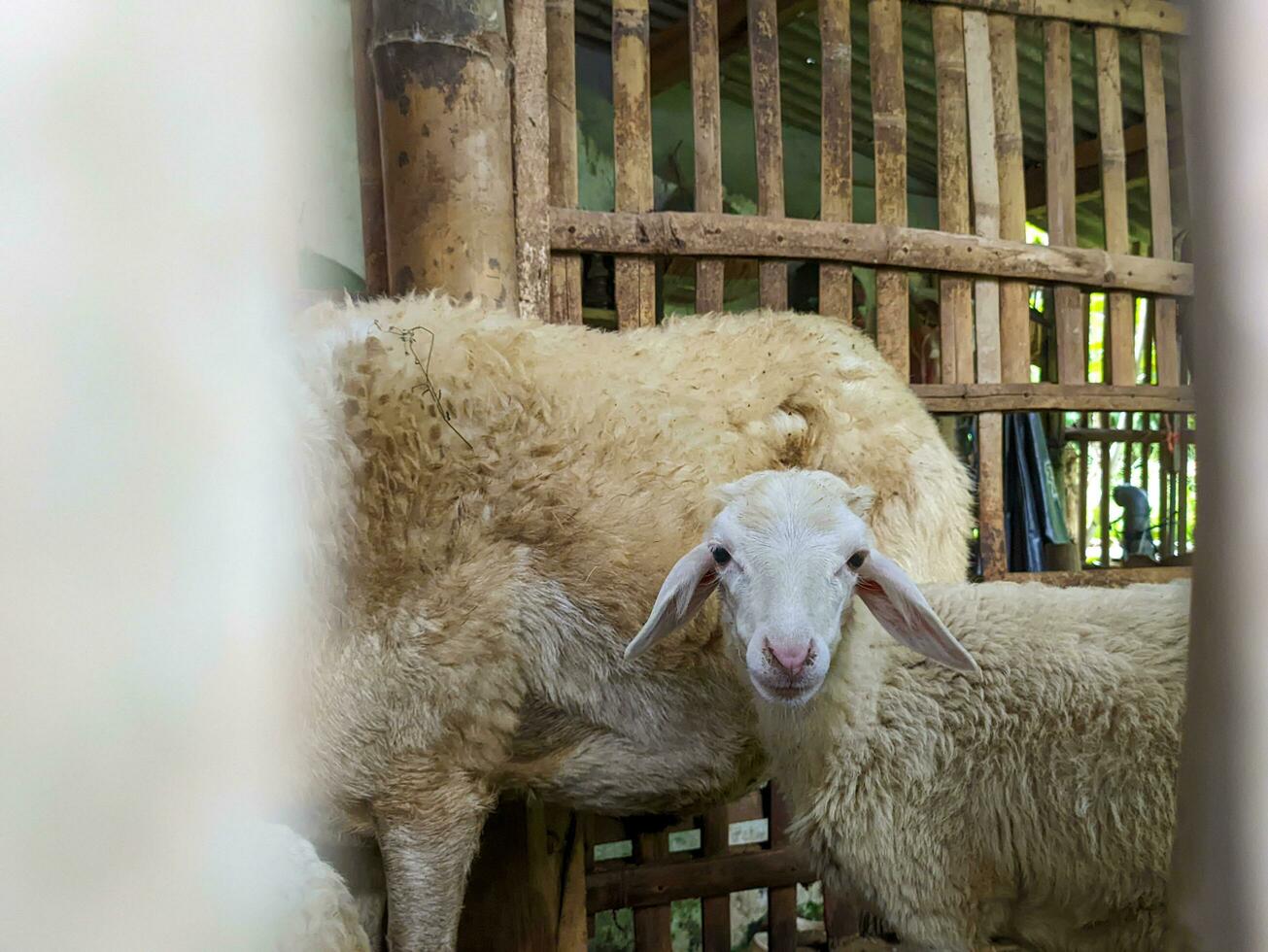 un' pecora o Ovis Ariete nel il penna nel blitar, Indonesia foto