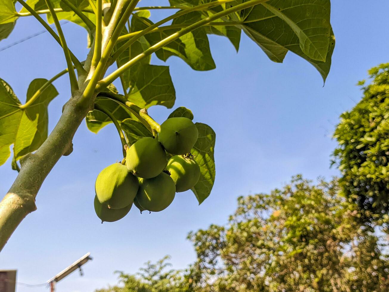 un' jatropha curcas frutta ancora sospeso su il albero. anche chiamato come fisica noce, barbados noce, veleno noce, bolla cespuglio o spurgo Noce foto