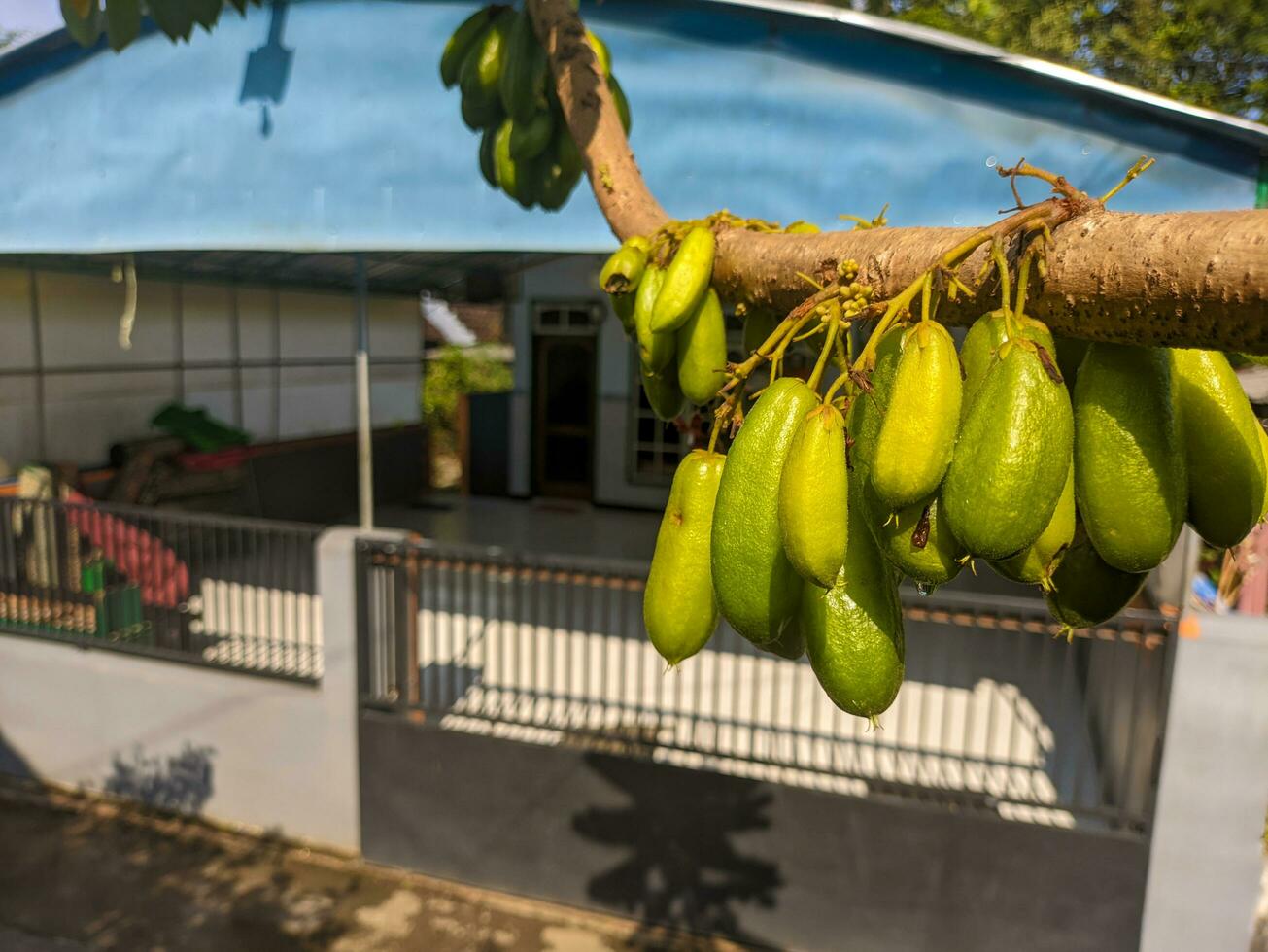 un' vicino su di averrhoa bilimbi frutta ancora sospeso su il albero. comunemente conosciuto come bilimbi, cetriolo albero, o albero Acetosa. un' fruttifero albero di il genere averrhoa, famiglia oxalidaceae foto