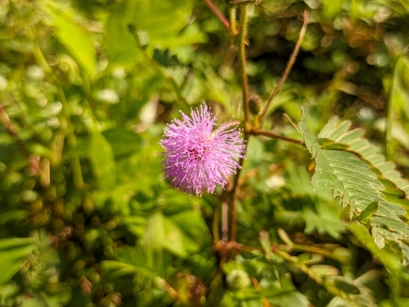 un' vicino su di mimosa pudica. anche chiamato sensibile pianta, assonnato pianta, azione pianta, toccare me non, o pianta della vergogna foto