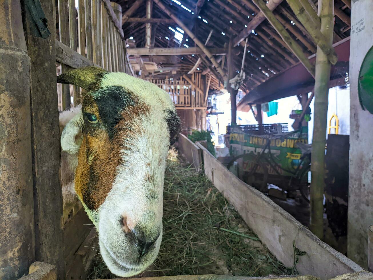 un' bestiame capre o capra aegagrus hircus nel il penna foto