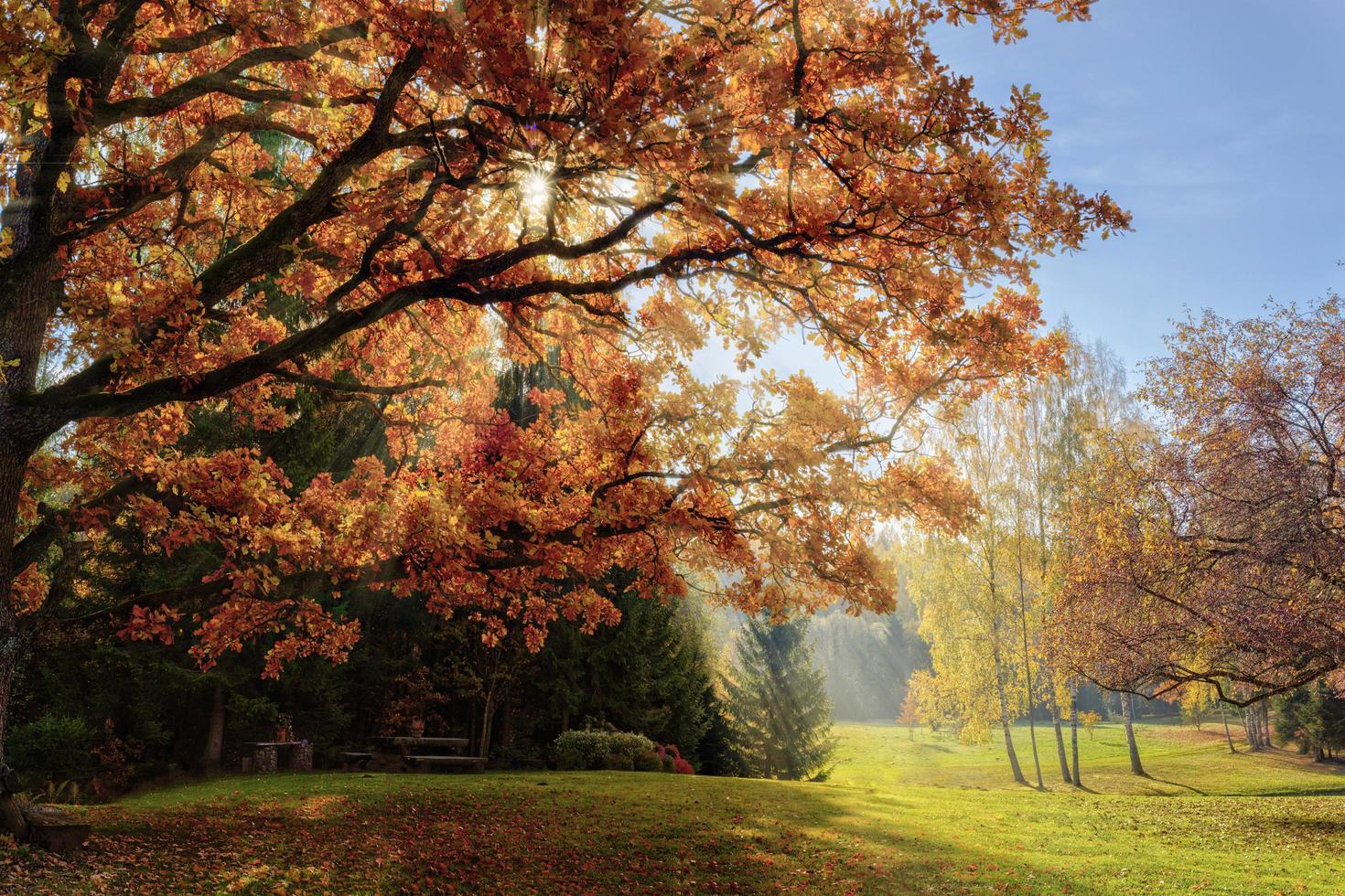 caldo paesaggio autunnale in una foresta con i raggi di luce del sole foto