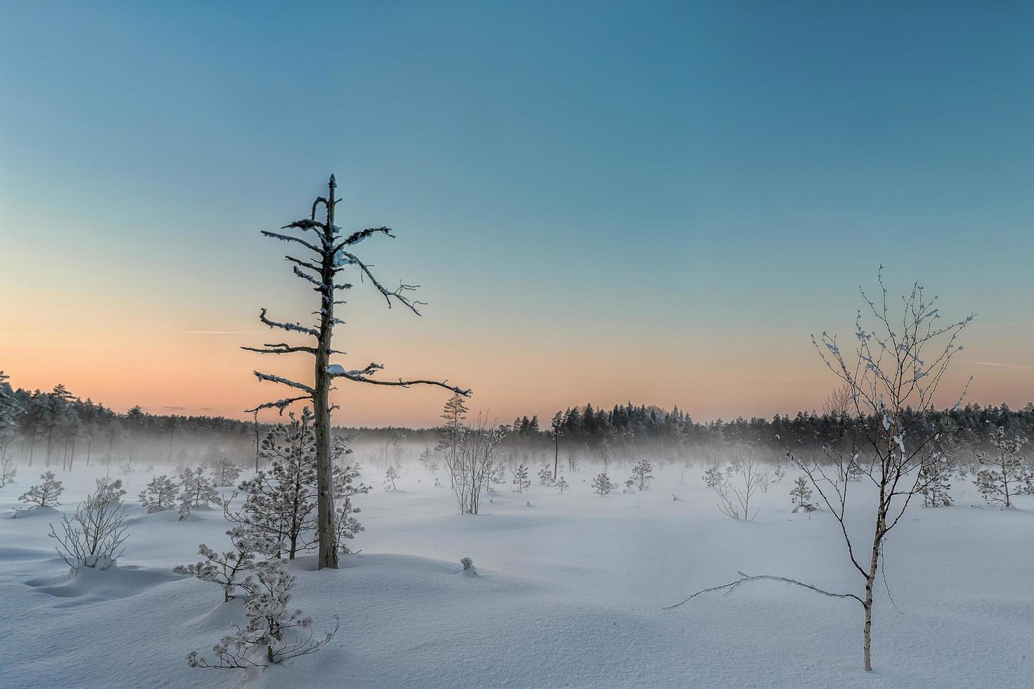 mattina gelida nella palude rialzata foto