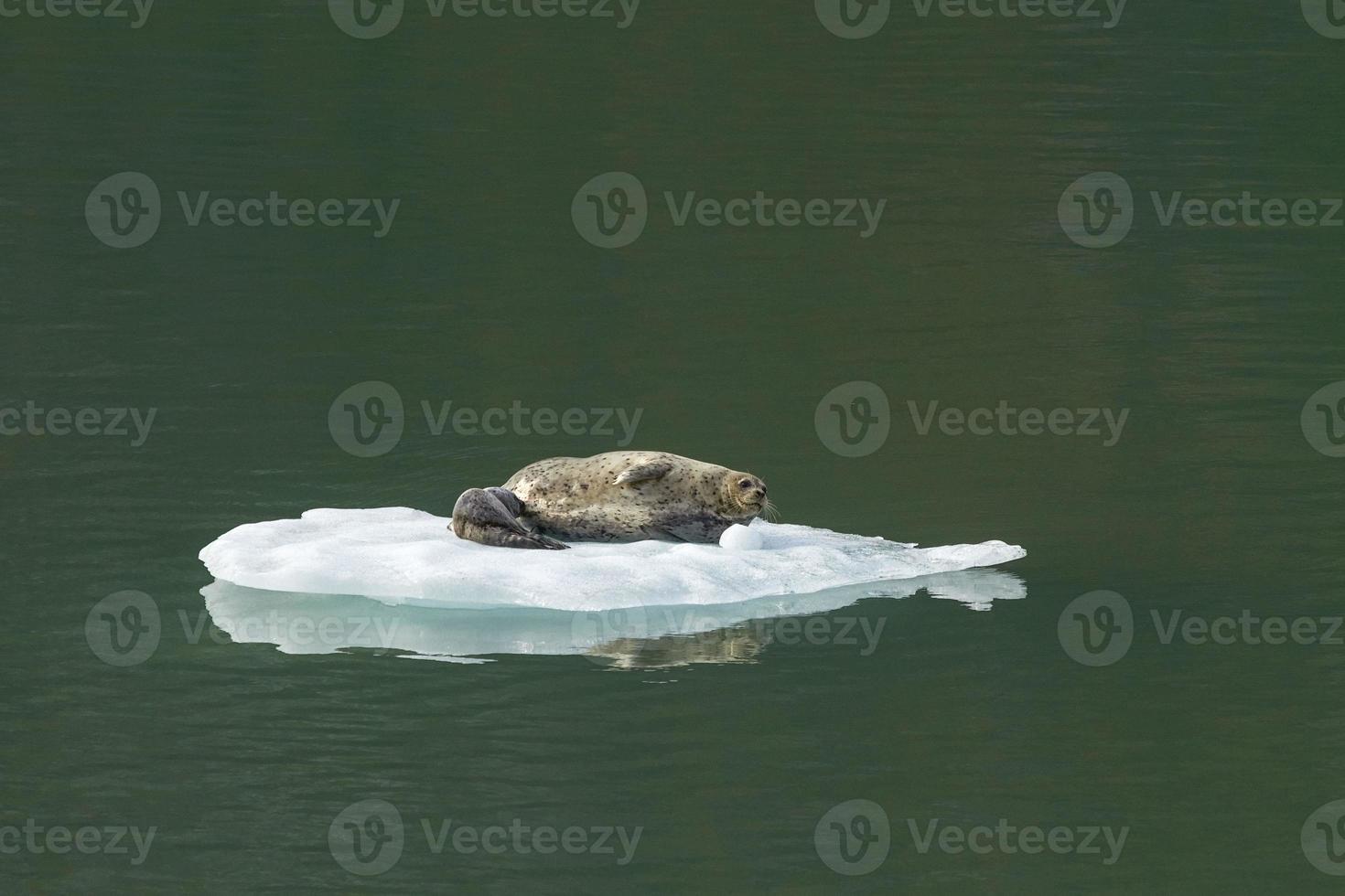 Guarnizione di tenuta del porto con il bambino su un iceberg in Tracy Arm Alaska foto