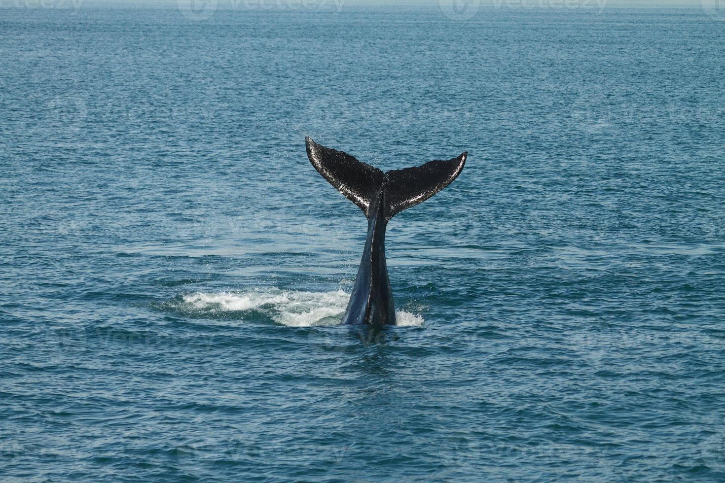 una giovane megattera megaptera novaeangliae sventola la coda dall'oceano atlantico foto