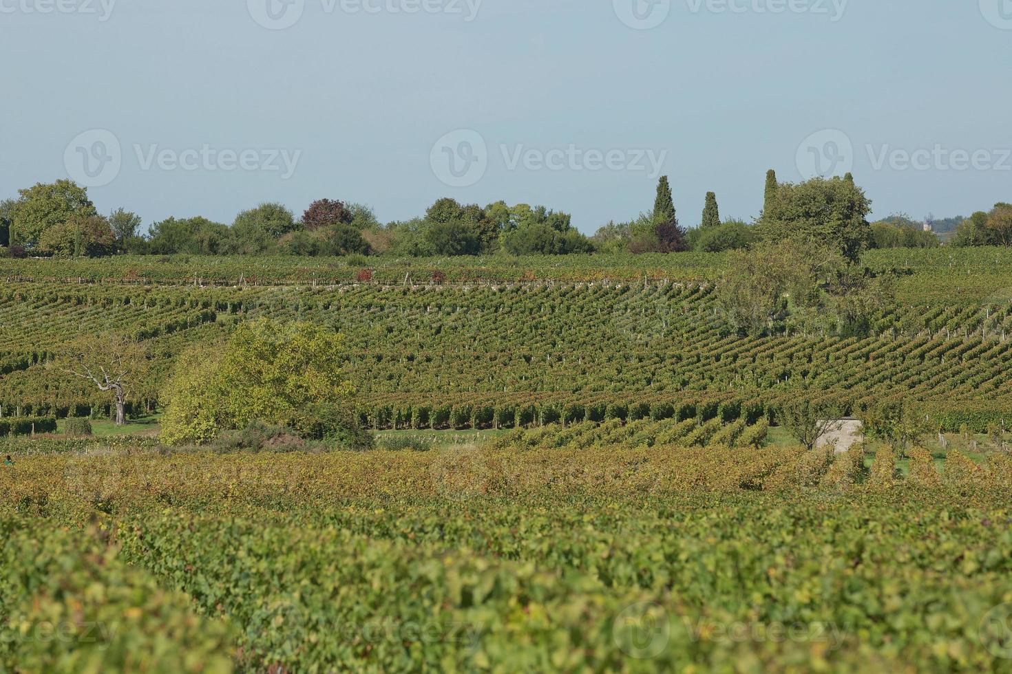 uva in vigna nel sud della Francia in Provenza foto