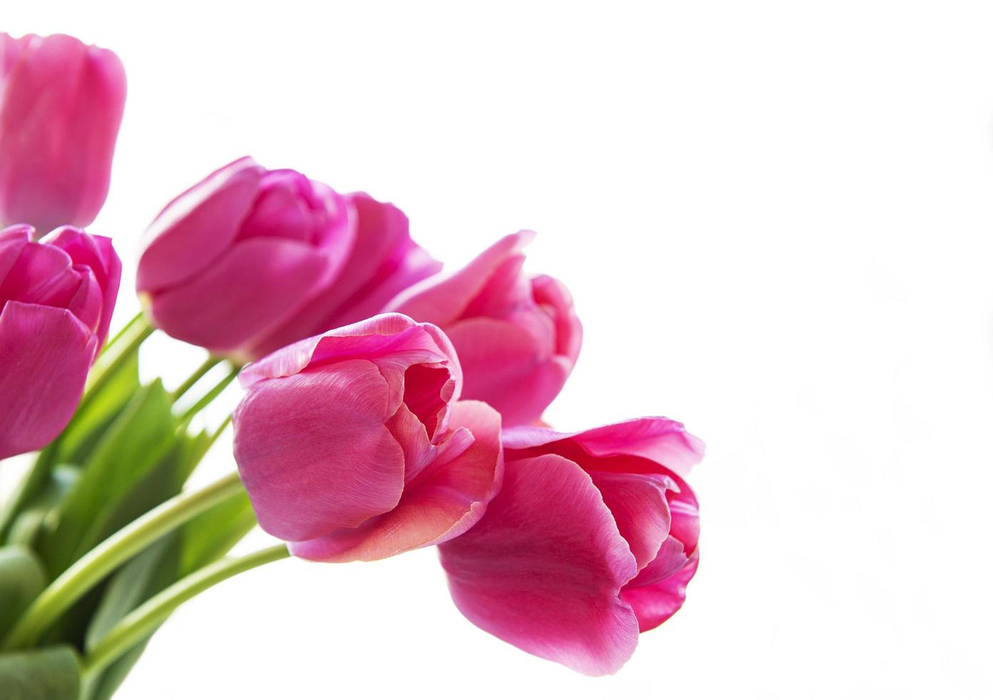 bellissimo bouquet di tulipani foto