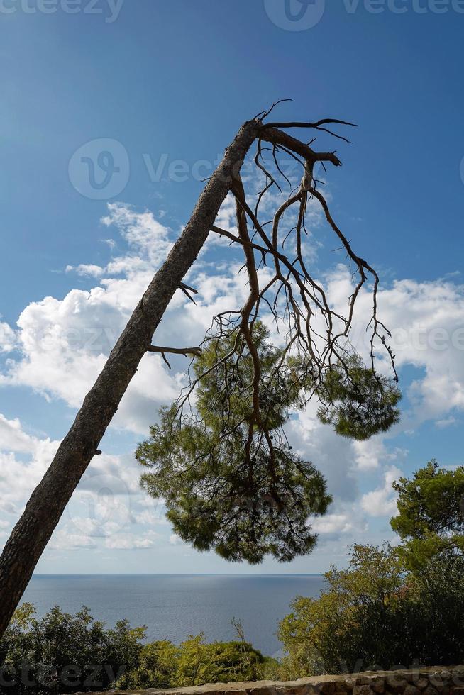 danni provocati dalla tempesta e albero rotto nella foresta foto