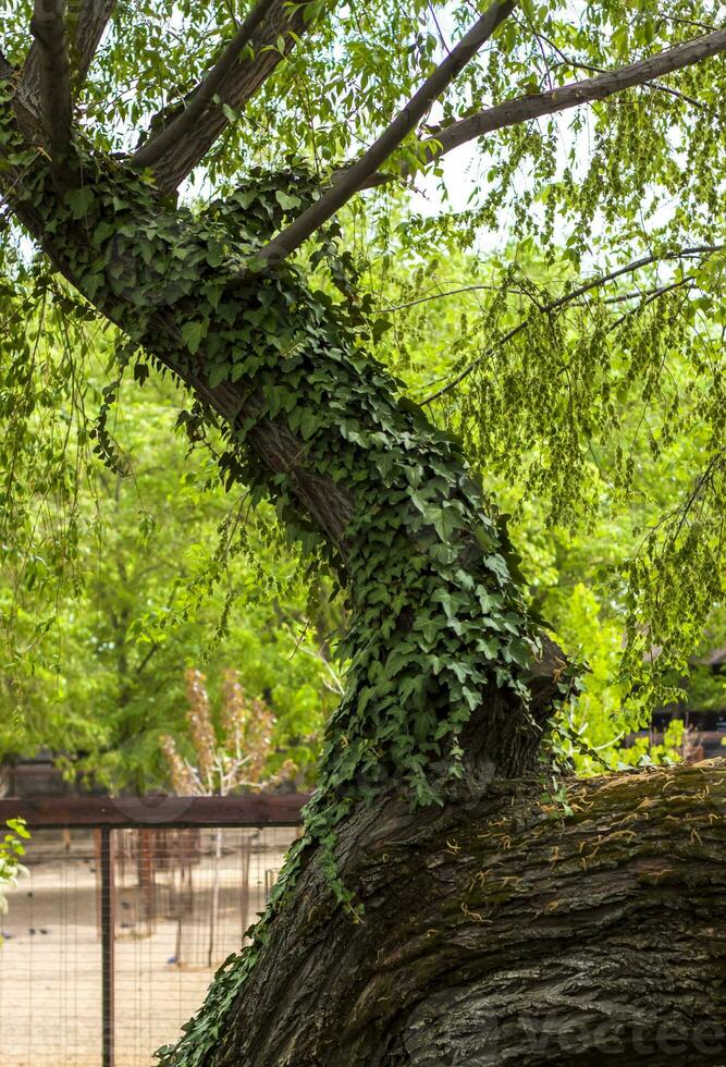 un' grande albero nel il parco è intrecciate con un' arrampicata pianta. bellissimo verde sfondo. foto