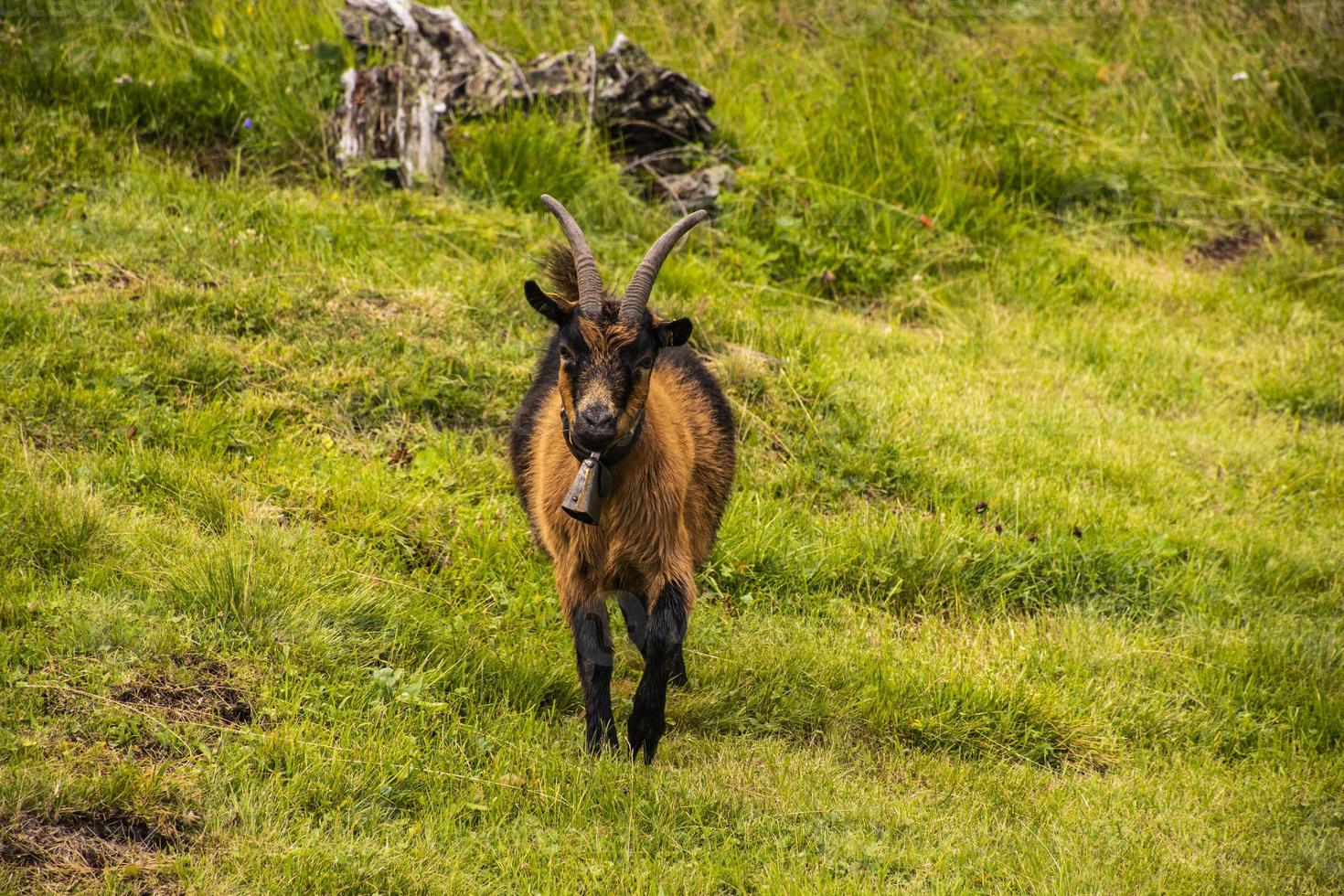 capre al pascolo nei prati altoatesini foto