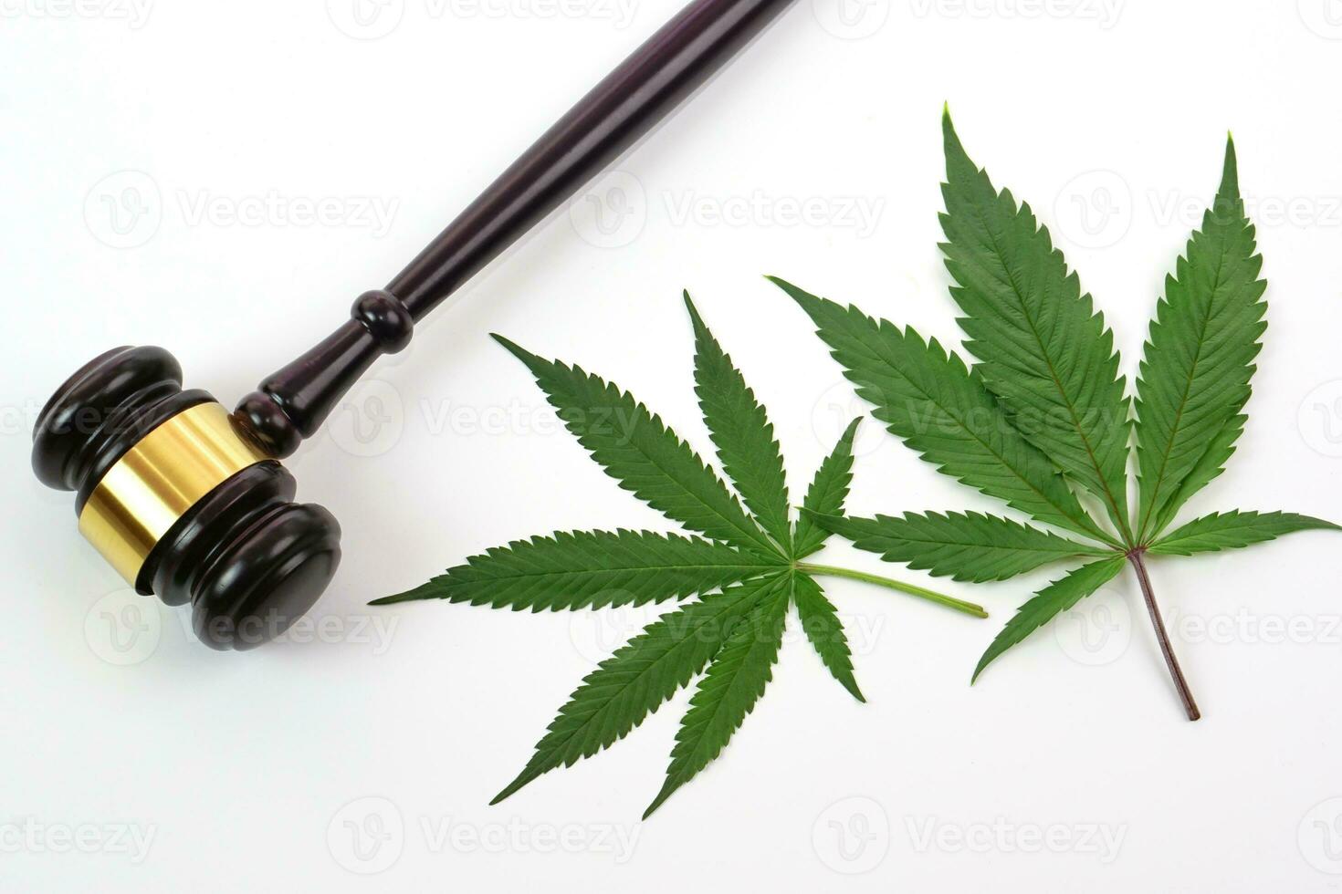 canapa foglia o marijuana foglia con giudice martello su bianca sfondo. legge, giudiziario concetto. foto
