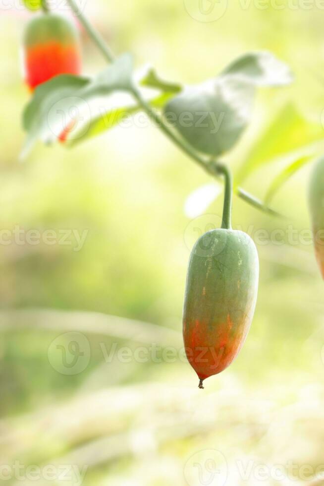 coccinia grandis frutta nel il giardino. foto