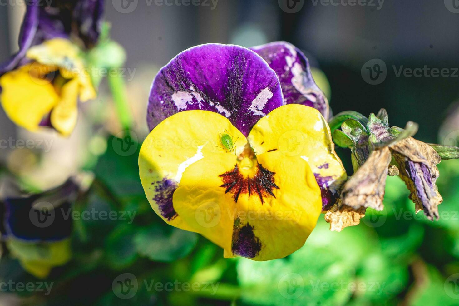 fiori nel il giardino a primavera volta. foto