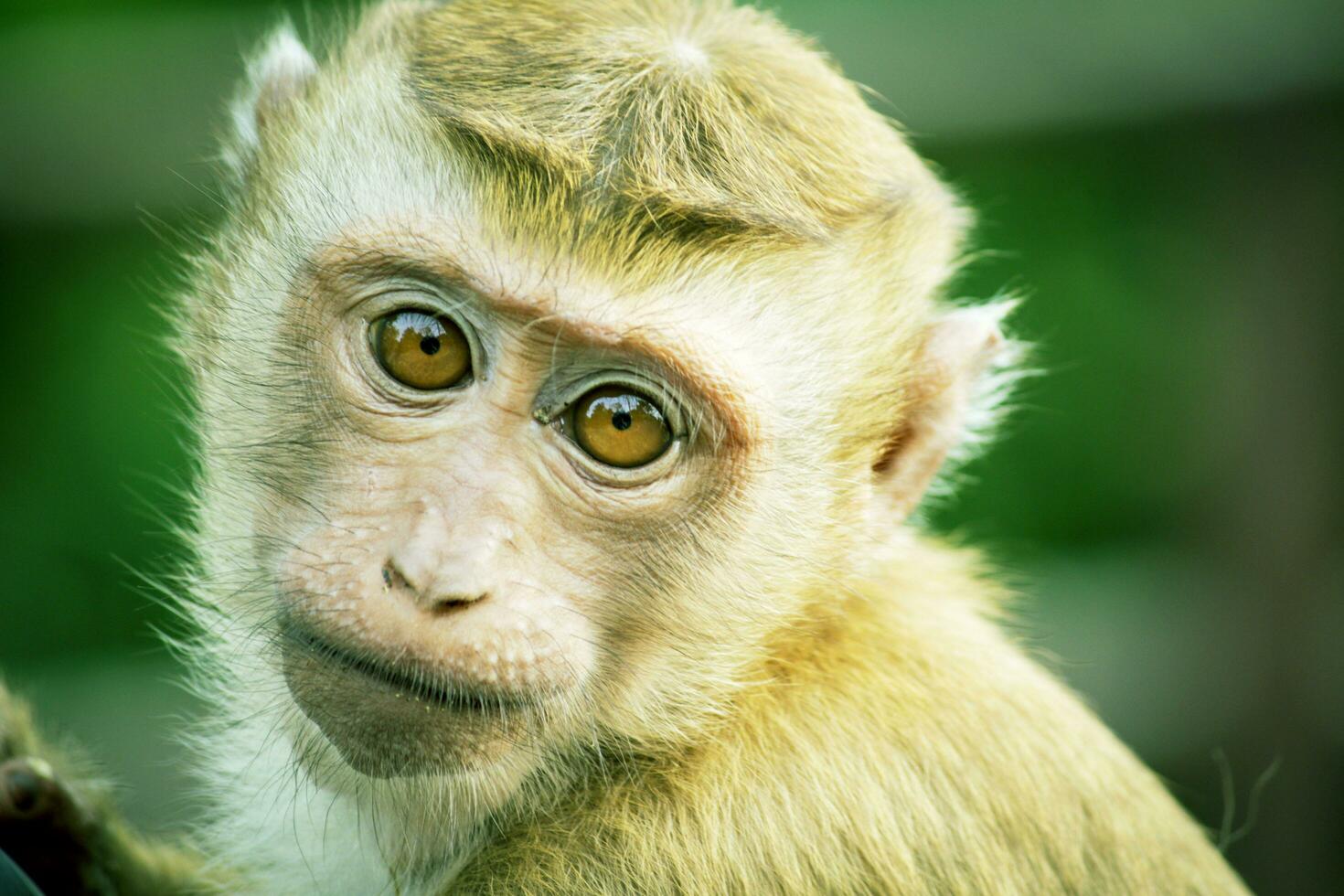 scimmia occhi animale primate carino zoo selvaggio foto