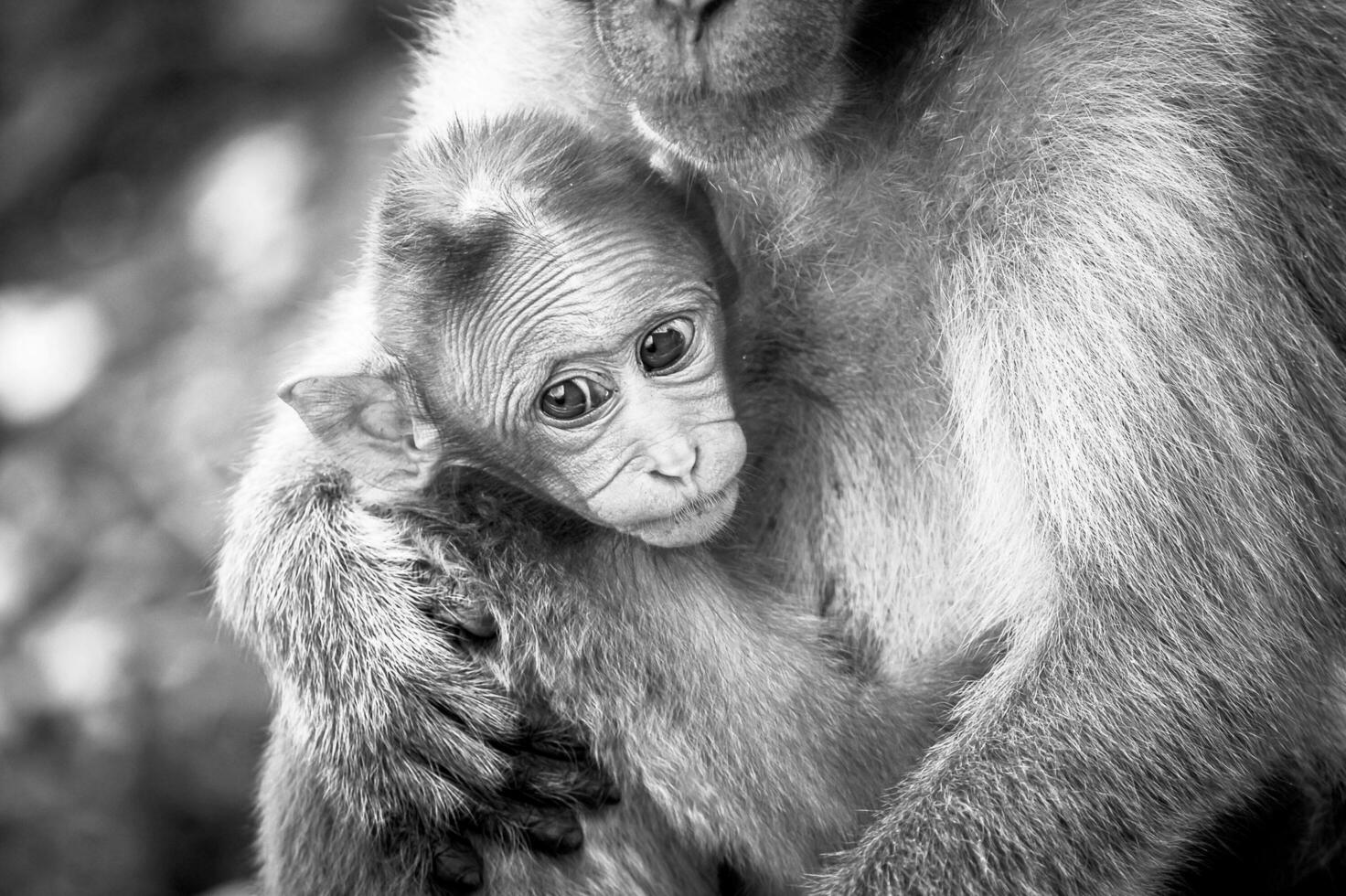 il scimmia si aggrappa per suo bambino nel Pericolo foto