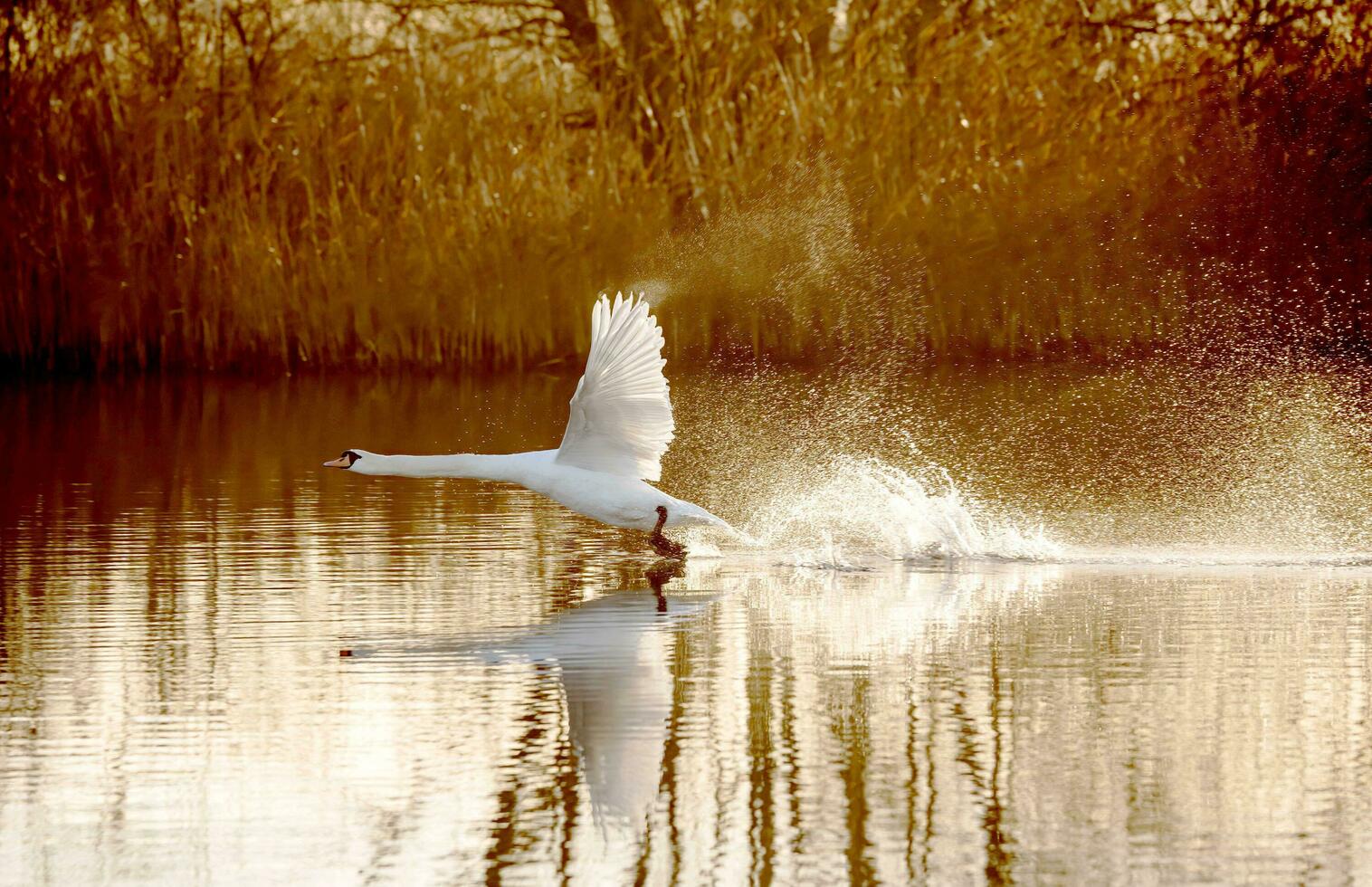 cigno uccello volo volante Ali cielo uccelli acquatici foto