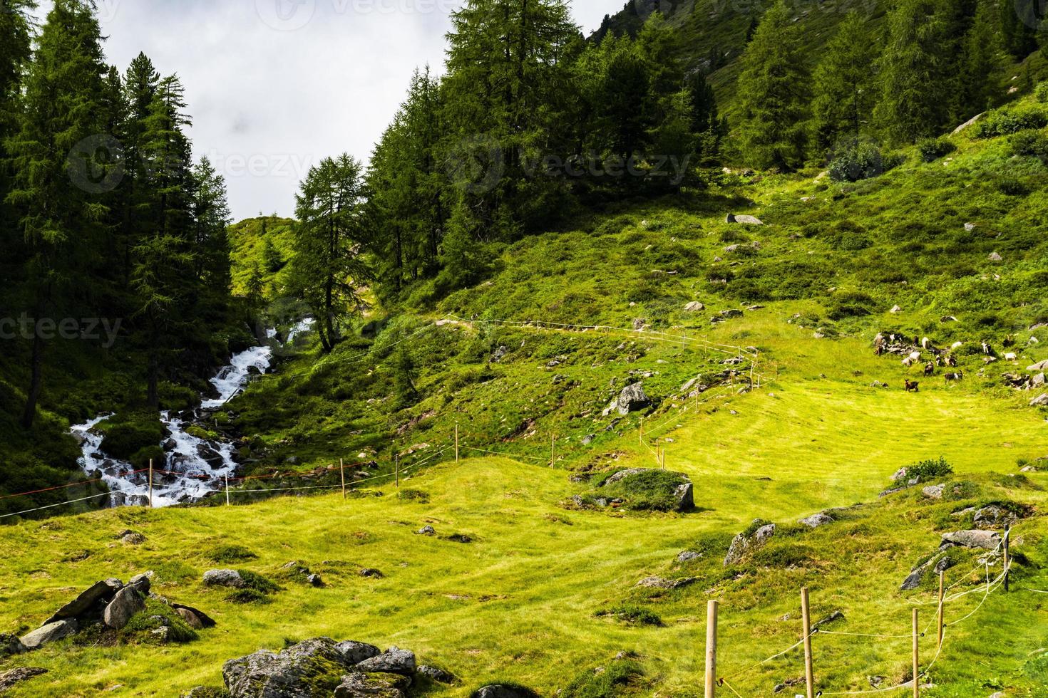 percorso attraverso le foreste alpine di solden foto