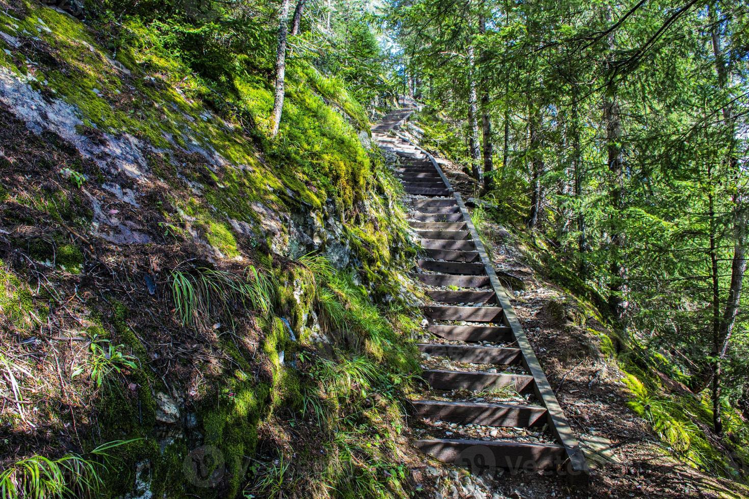 percorso attraverso le foreste alpine di solden foto