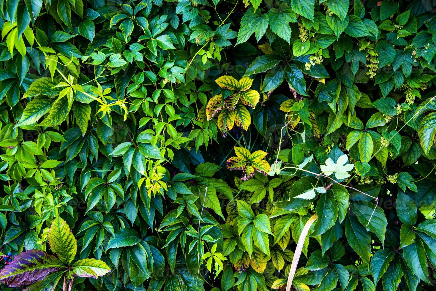 muro di edera verde e giallo foto