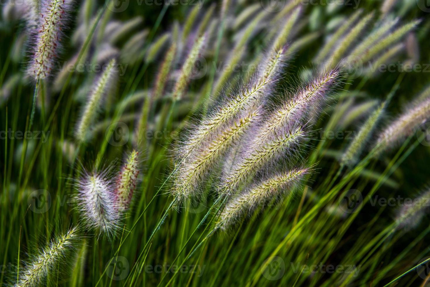 setaria italica al lago di caldaro a bolzano, italia foto