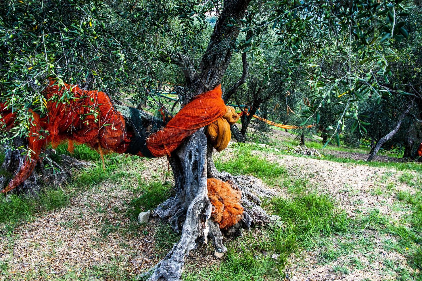 preparazione per la raccolta delle olive foto