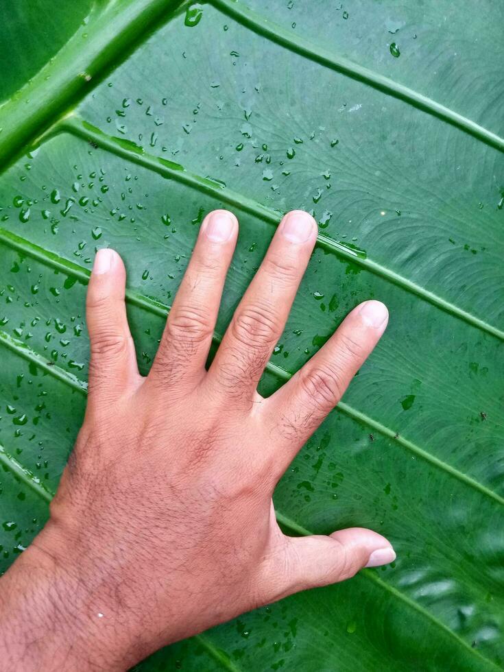 un' mano su verde grande foglia. umano corpo confrontare per natura foto