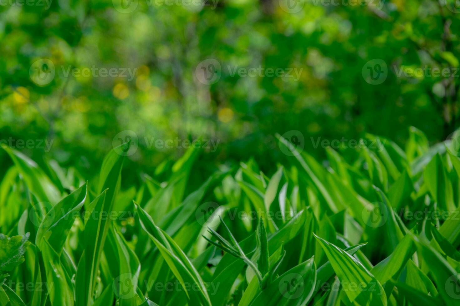 verde radura di gigli di il valle contro il sfondo di un' primavera foresta con un' magico bokeh effetto. foto