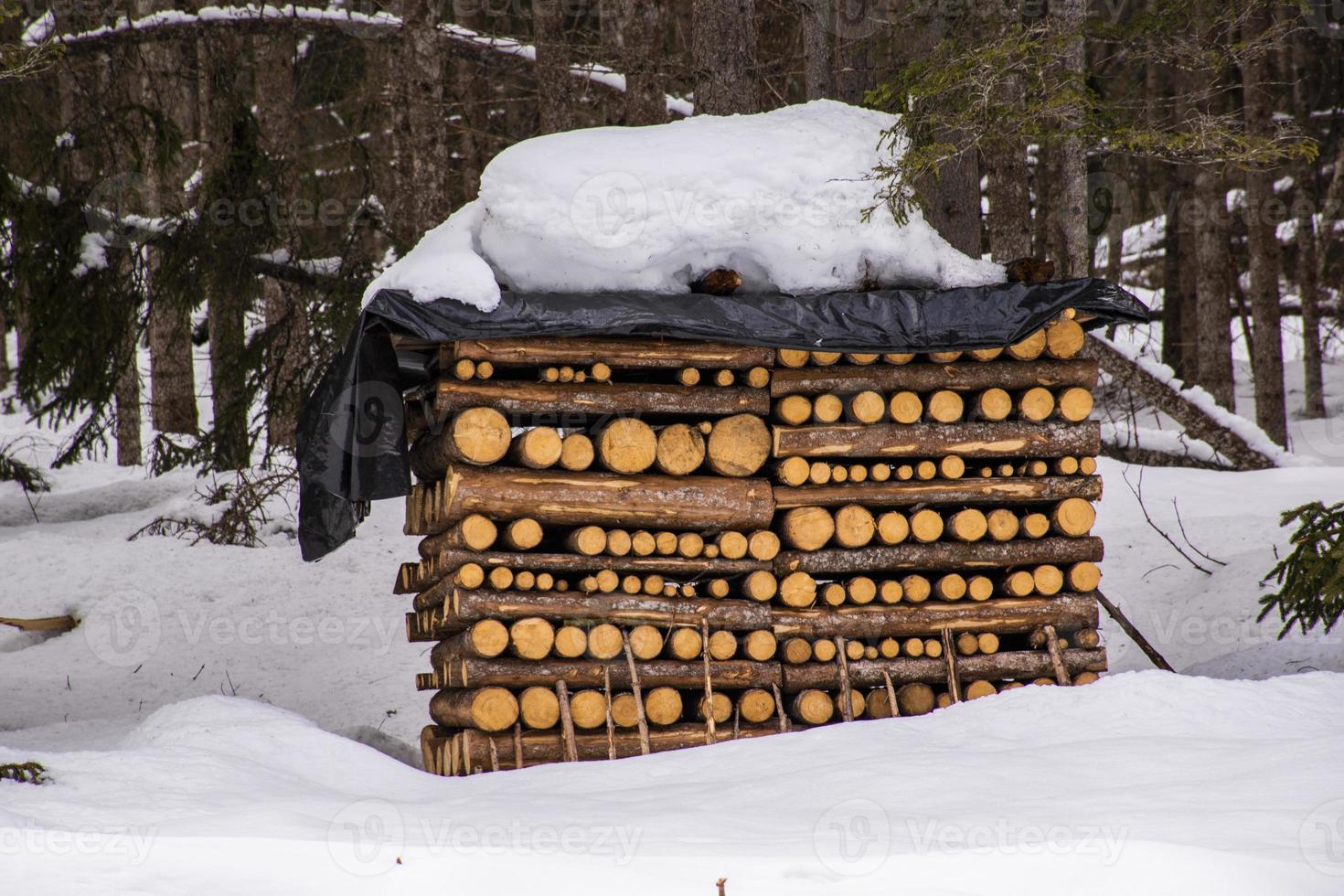 catasta di legna ricoperta di neve foto