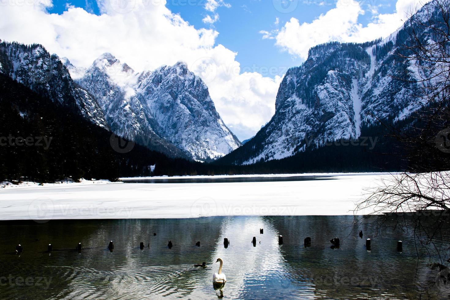 cigno sul lago ghiacciato di dobbiaco foto