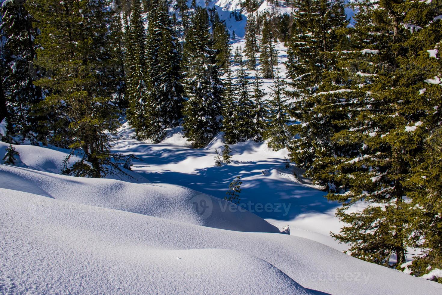 alberi di pino nella neve foto