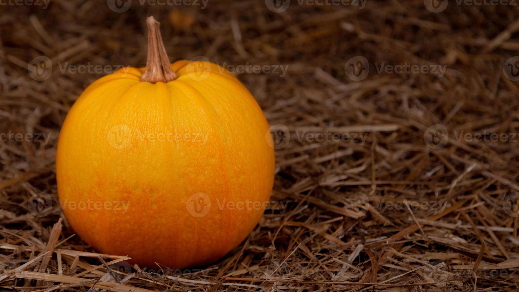 grande arancia fresca di zucca sul fieno foto